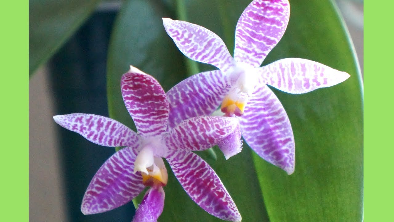 Want Crazy Aerial Roots? Why You Should & Shouldn't | Orchid Growing