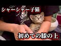 元野良の怖がり子猫を膝の上に乗せたらこうなりました。 #6