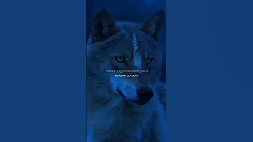 Мотивация для одиночек - Одинокий волк