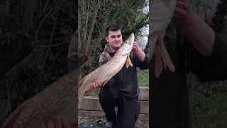 first pike of the year, first ledger pike #pike#pikefishing#deadbait#fishing#foryou#fyp#ledger#carp