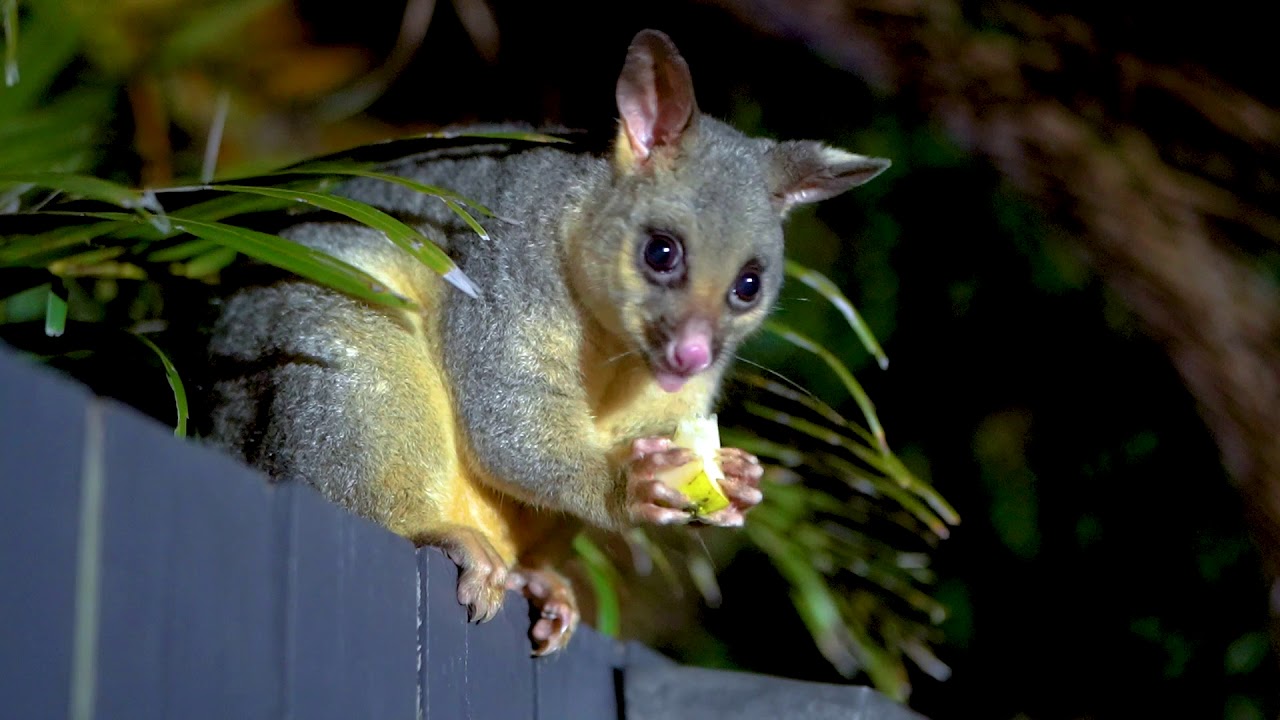 Bush Tail Possum (Trichosurus vulpecula) - Australia Brisbane