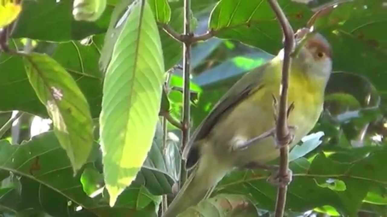 O canto do Pitiguarí, Cyclarhis gujanensis, Rufous-browed Peppershrike