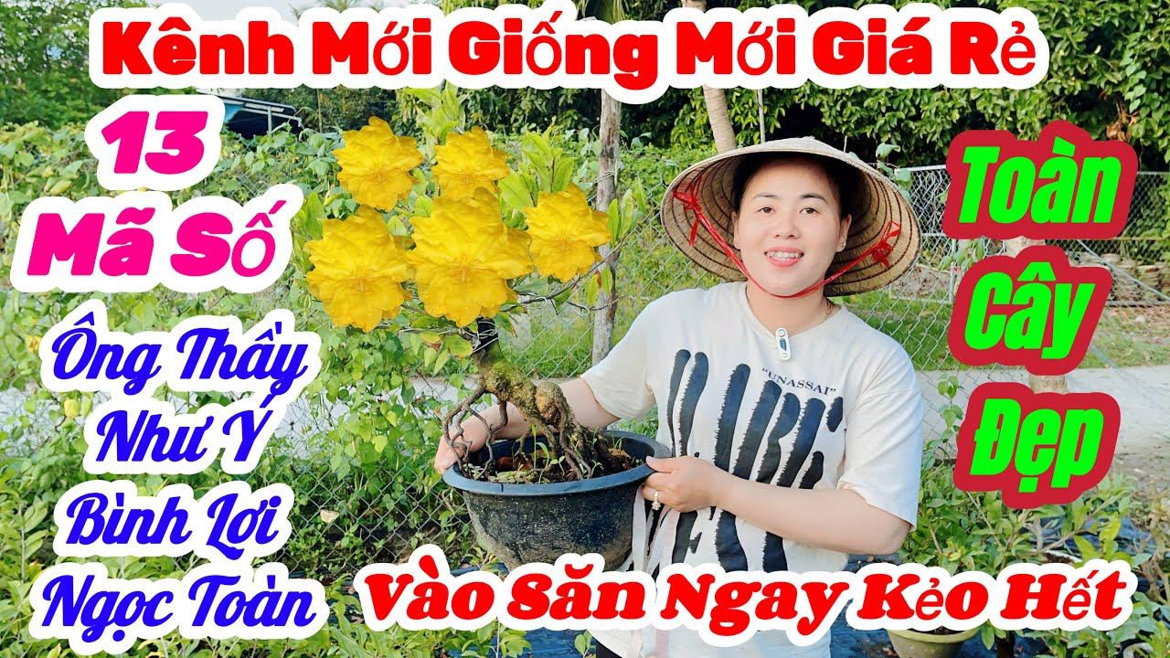 🌼2/3☎️0966 200 503👉Gặp Ngọc🌲Mai Vàng Giá Rẻ🌲Giao Lưu 13 Mã Số Toàn Siêu Phẩm Đế Đẹp Nhiều Giống Rẻ 