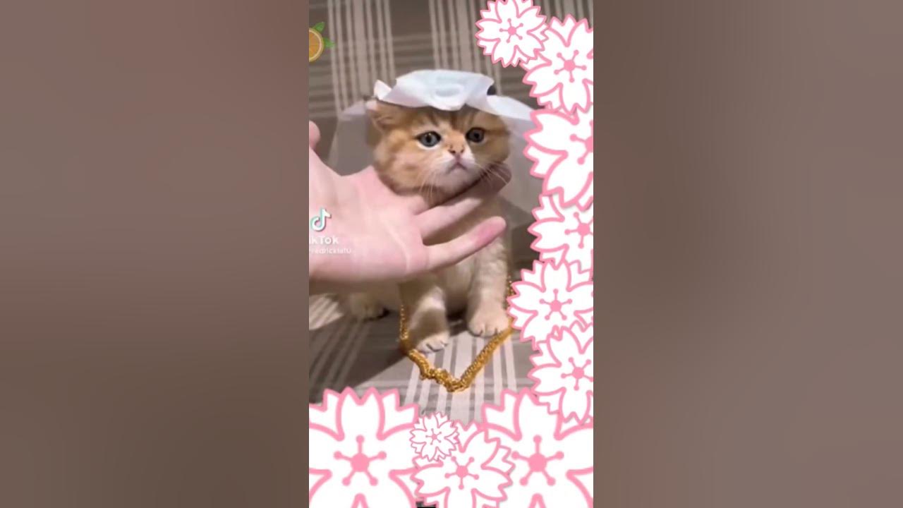 котик Шейх 👼💸💳💴🤑 - YouTube