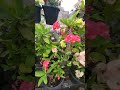 eufobia mili plant #flowers #miniflower #funny #miniplant