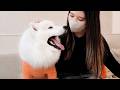 避妊手術を終えた子犬が、1日半ぶりにママと再会して見せた笑顔が愛おしすぎました…