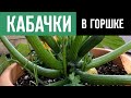 Как вырастить КАБАЧКИ В ГОРШКЕ