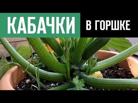 Видео: Выращивание кабачков в контейнерах - Как сажать кабачки в горшки