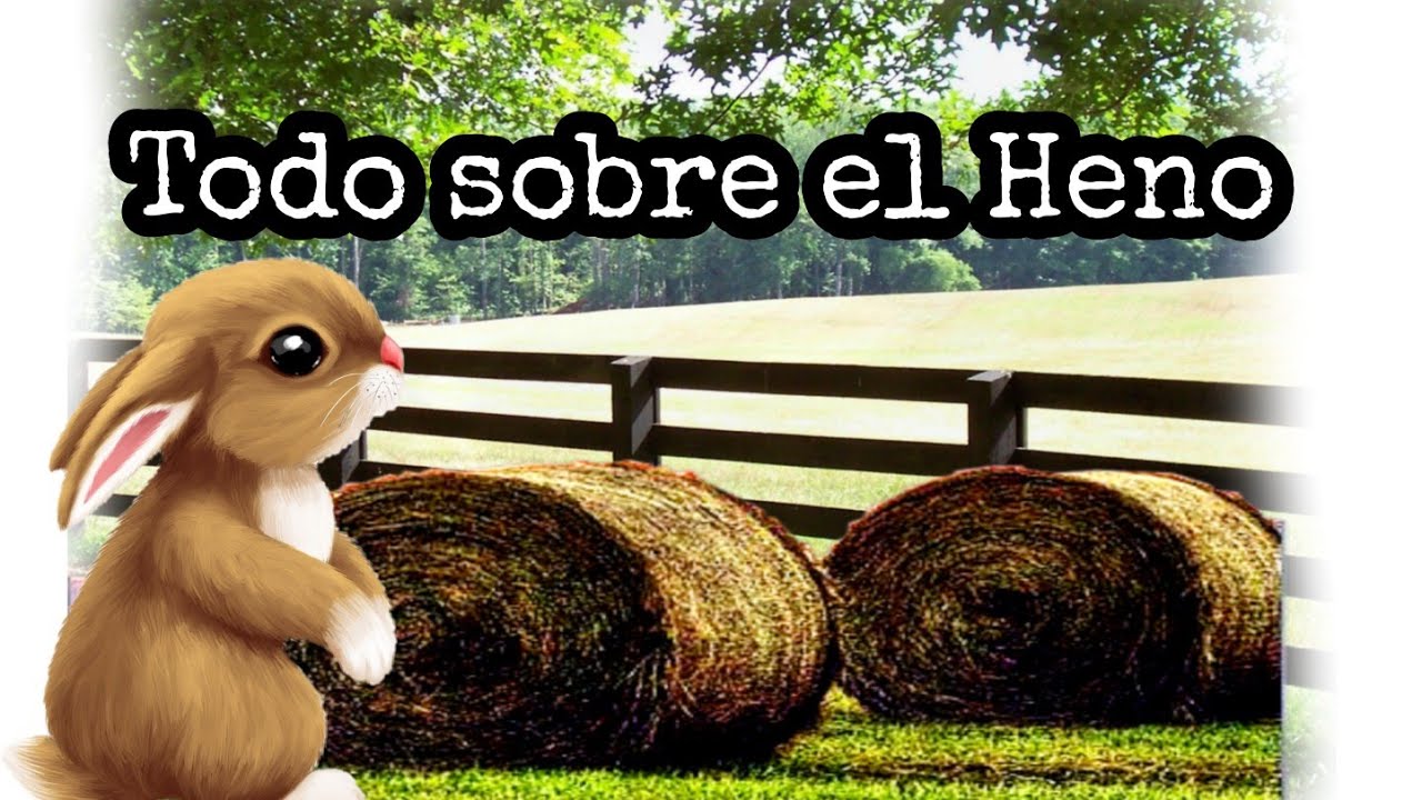 Todo sobre el HENO!!🐰🌿 [[Tipos de heno para CONEJOS]] Cuál es el MEJOR heno para conejos?? Info 🔝