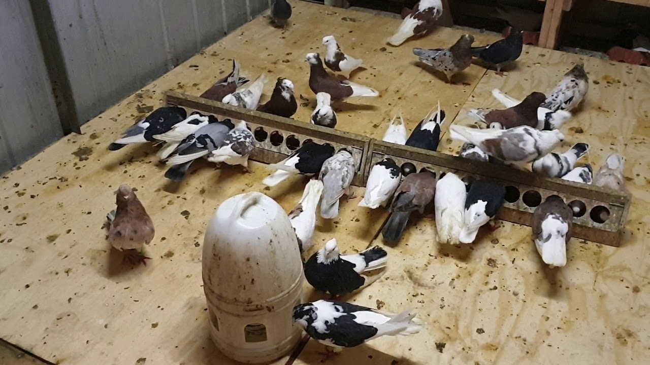 Iranian pigeons in Australia Melbourne 03/06/2019