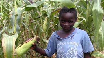 Aflatoxin Contamination