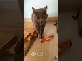 مواء غريب من القطة مضحك قطة قطة مضحكة فيديو مضحك قطط تيك توك مواء محب القطط Fyp