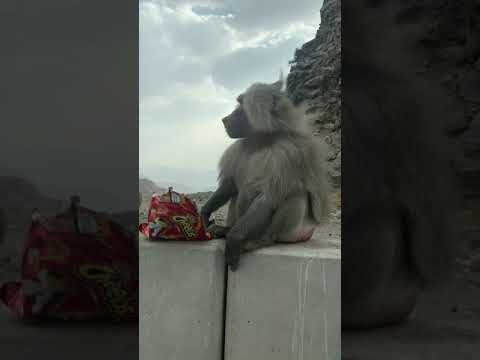 سرقوني قرود الطايف