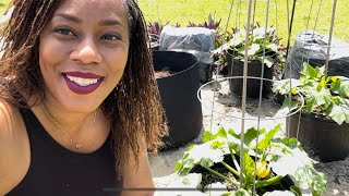 How I Trellis My Squash & Zucchini Plants Gardening 2022 Container Gardening, Small Space Gardening