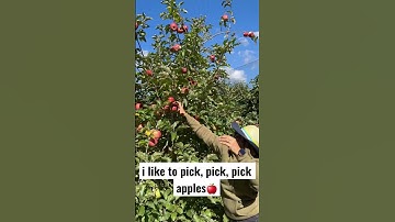 Apple picking | Pine Crest Orchard | Bilpin