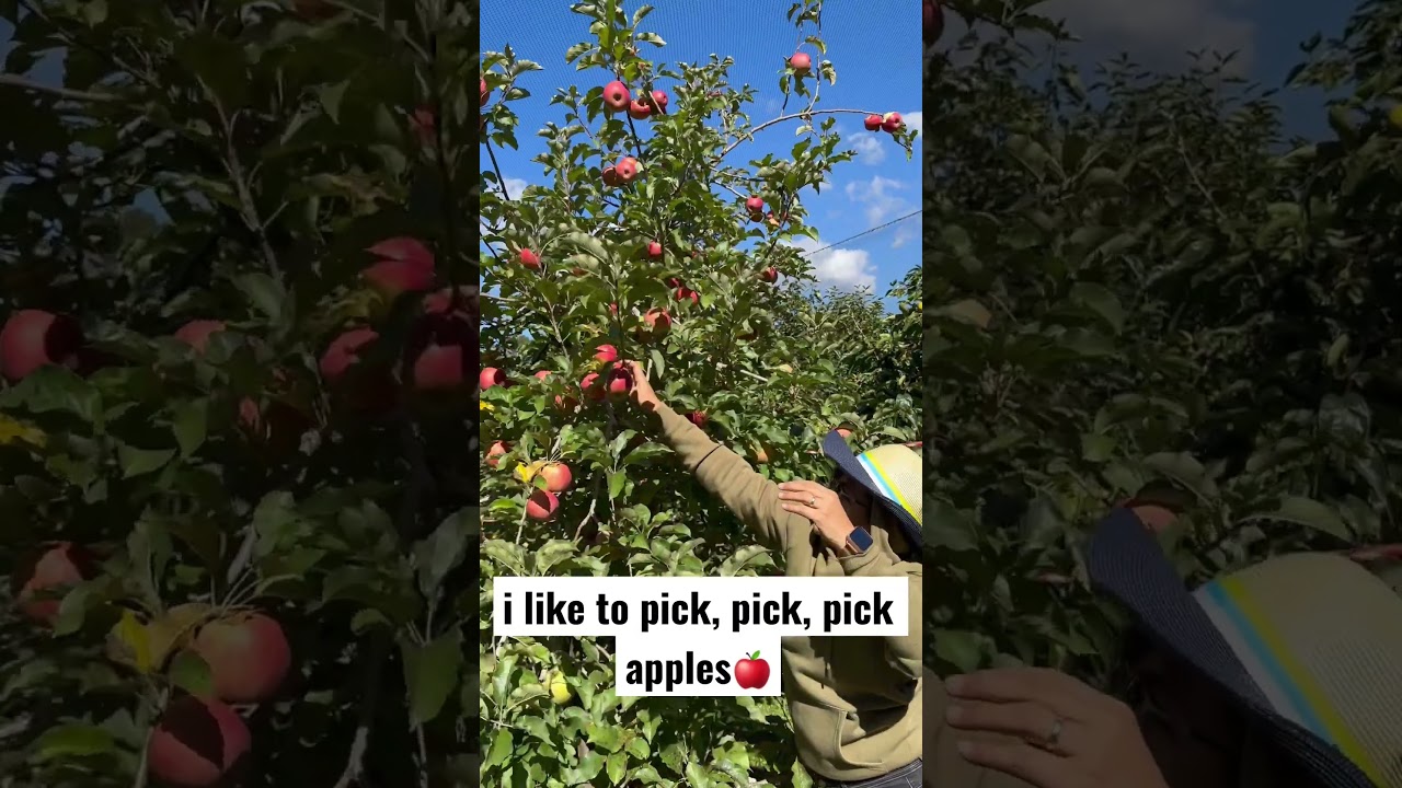 Apple picking | Pine Crest Orchard | Bilpin