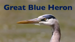 Great Blue Heron Spears a Fish!