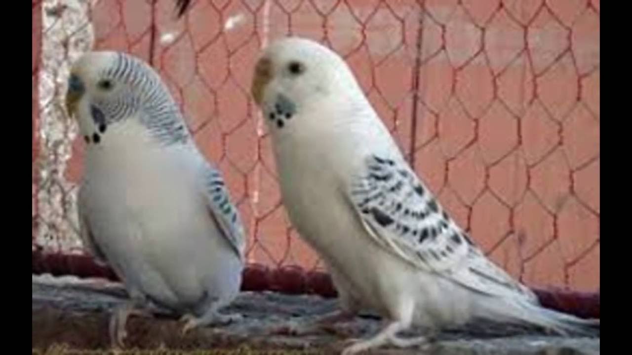 LAS MUTACIONES MAS RARAS DE PERICOS AUSTRALIANOS - YouTube