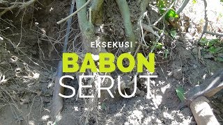 Berburu BONSAI || Dapat Babon Serut Super ( Starblus Asper )di pinggir Kali