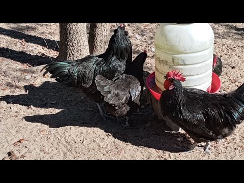 American Bresse Chickens - How Are They Working Out?