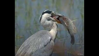 garza real europea cazando || Wild Buyo