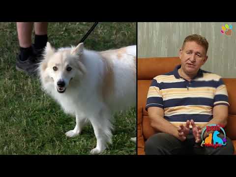 Video: Köpeklerde Prematüre Gri Saçlar Neden Olur?