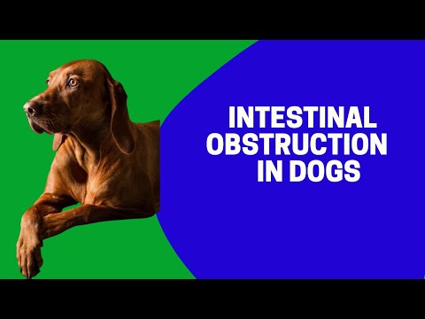 Videó: Mi történik, ha egy kutya perforált bélbe jut?