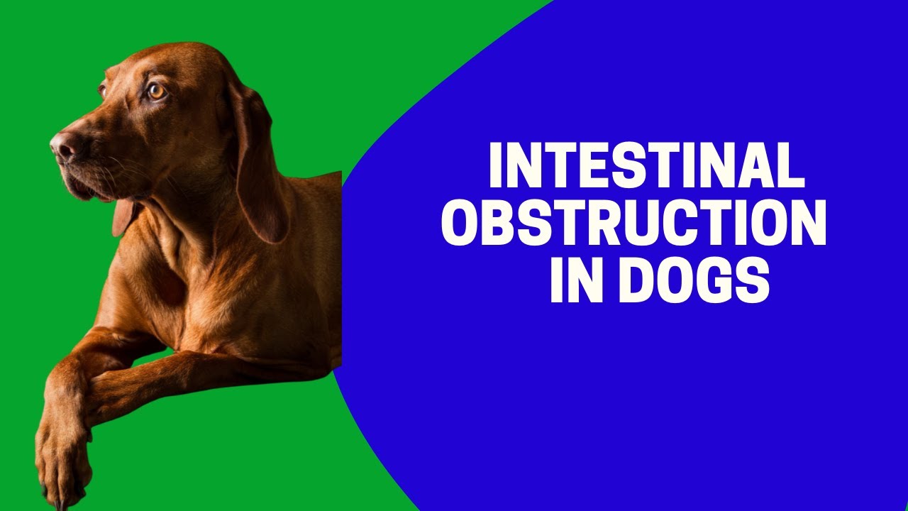 Intestinal Obstruction In Dogs