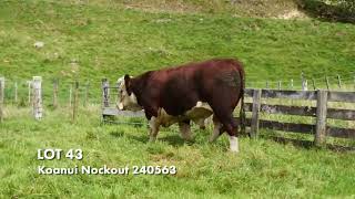 LOT 43: KOANUI NOCKOUT 240563 — 2026 Bull Sale
