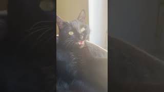 Ashley Look At Me Cat  shorts cat cute