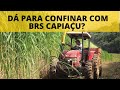 CONFINAMENTO COM BRS CAPIAÇU. É BOM OU É RUIM?