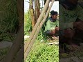 ngopi dulu biar cenghar