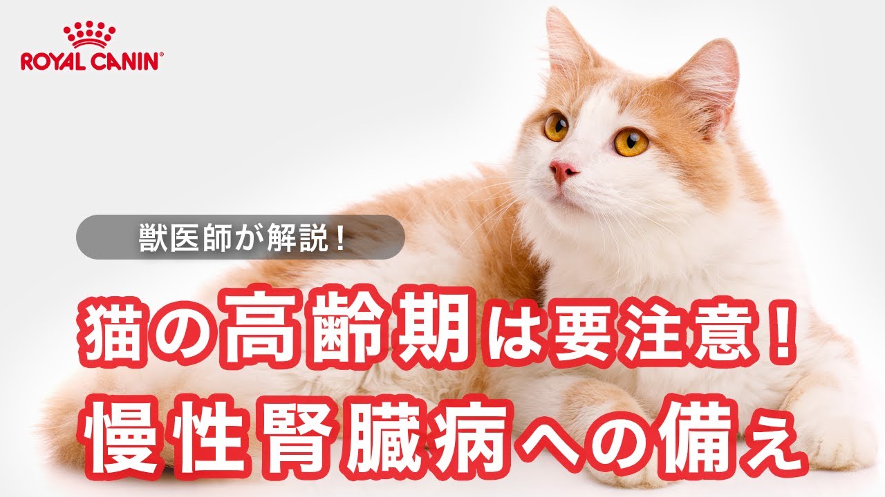 犬と猫の病態生理 は*認様 【裁断済】イラストでわかる! 病気のしくみ 犬と猫の
