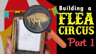 Catching Fleas For A Flea Circus - Part 1