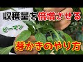 【ピーマン】プランターでも1株から300本収穫できる!芽かきのやり方と育て方。【家庭菜園】