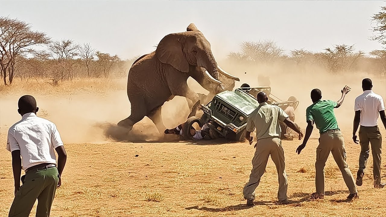 🦁 Встречи с Дикими Животными Которые Шокируют | Ты Должен Это Видеть