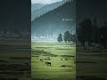 4K Nature Cinematography|#subscribe |#trendingshorts| #shortsfeed |#ytshort