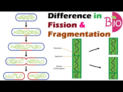 Vidéo: Différence Entre La Fission Multiple Et La Fragmentation