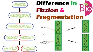 Différence entre la fission et la fragmentation