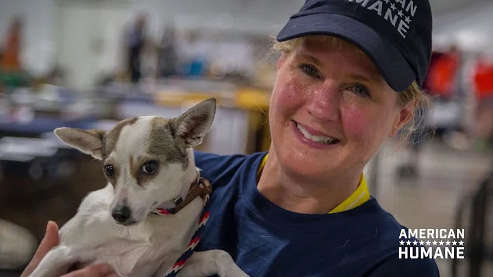 American Humane - Year In Review (2017)