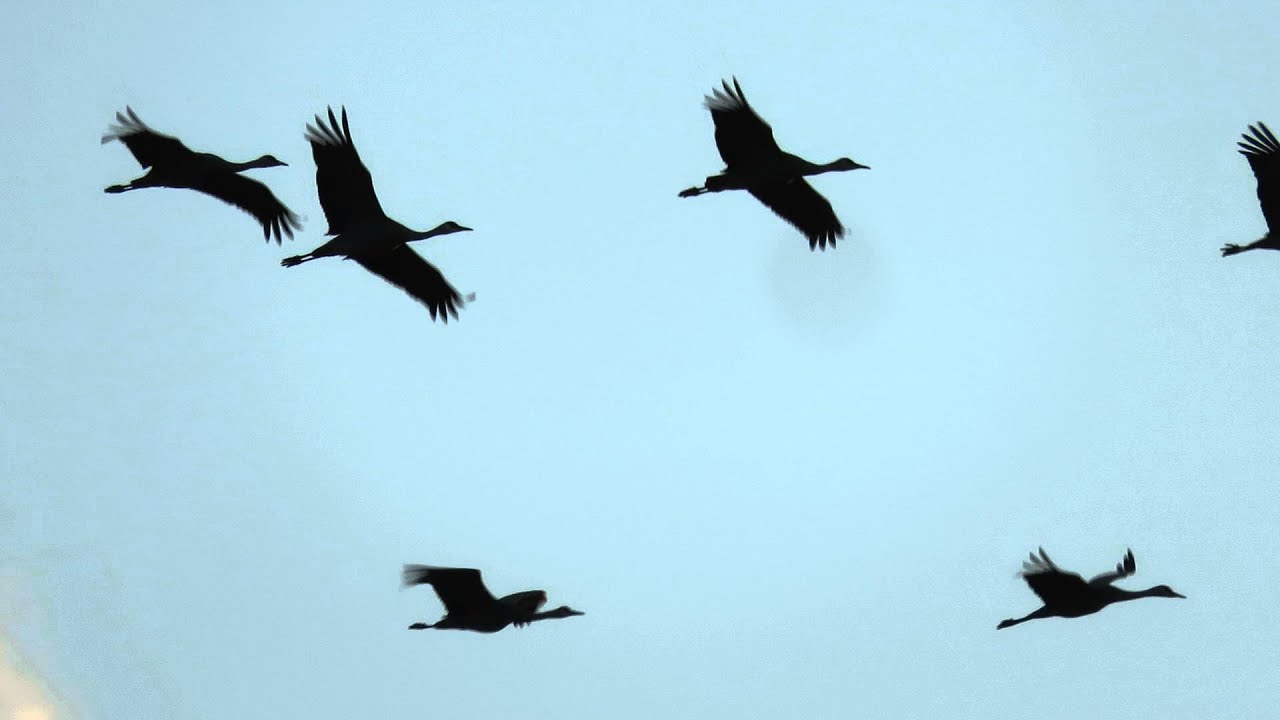 Sandhill Cranes near Willcox, AZ YouTube