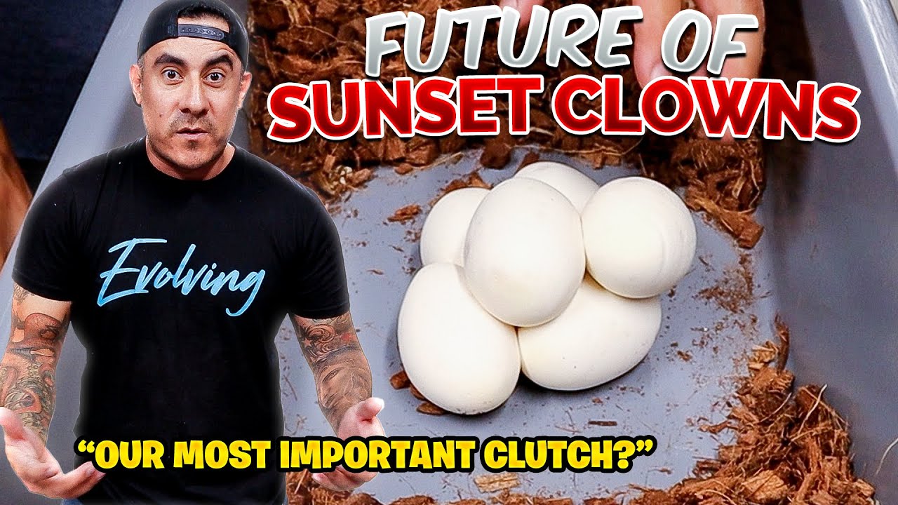 The Future of Sunset Clowns...