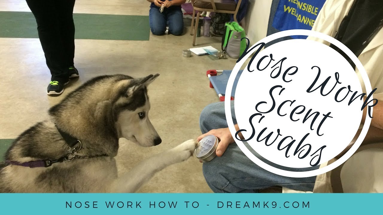 Nose Work - How to make Scent Swabs - DreamK9.com