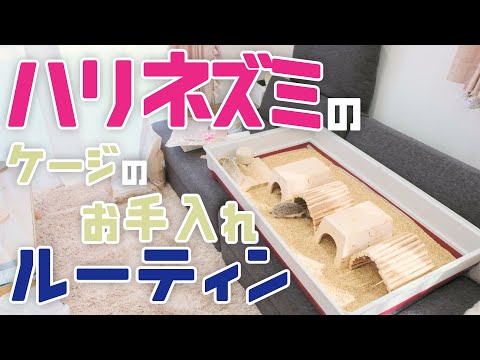 【ハリネズミ】ケージのお掃除方法を詳しく解説！まめパパ流ルーティン