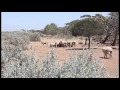 The benefits of saltbush in the sa mallee