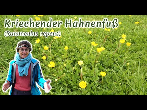 Kriechender Hahnenfu (Ranunculus repens) - Artenportrt: Merkmale |  kologie | Wissenswertes
