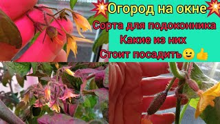 💥Огурцы на окошке😃💥- выращивание томатов и огурцов,все тонкости и отзыв о сортах для подоконника!