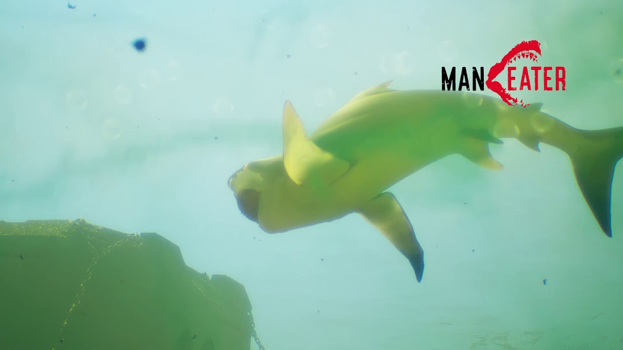 Maneater Apex Barracuda Video