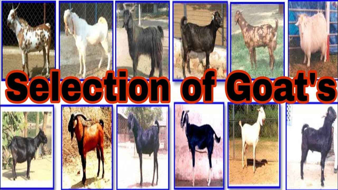 Selection of goats | बकरियों का चयन | Before starting goat farm |बकरी