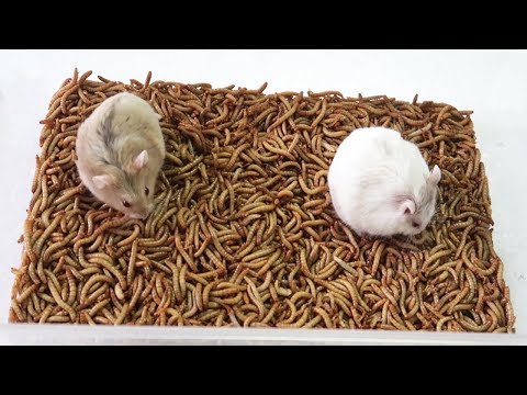 Hamster vs 10000 SuperWorms TimeLapse